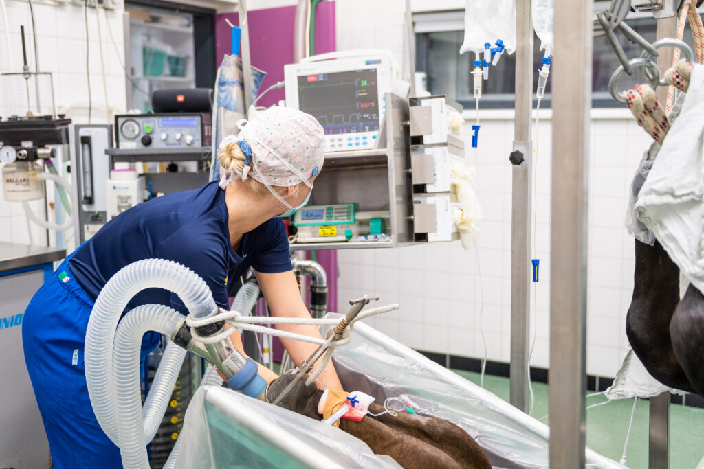 Vacature OK assistent paraveterinair