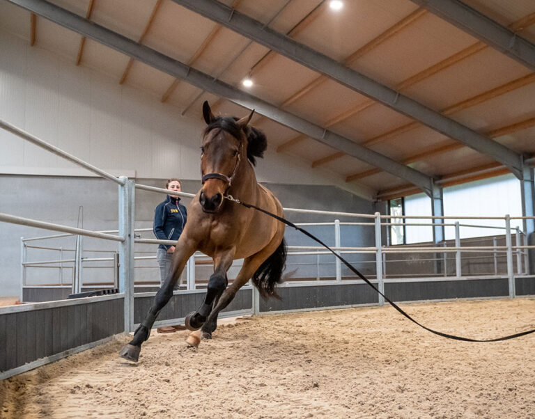 fysiotherapie-voor-paarden-rennen
