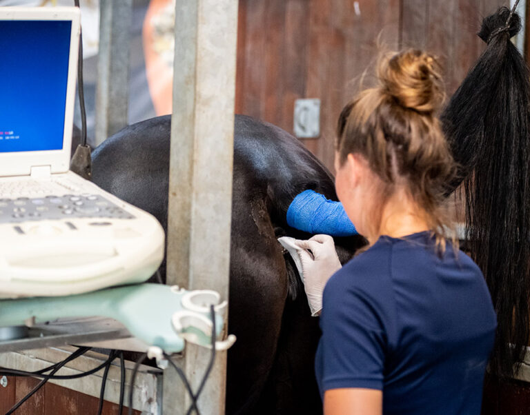 paarden-gynaecologie