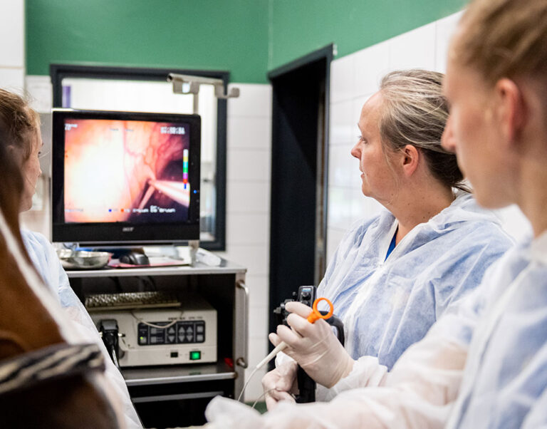 paarden-inwendige-geneeskunde-behandeling-beeld