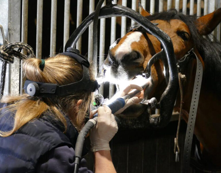 onderzoek-gebit-bij-paarden