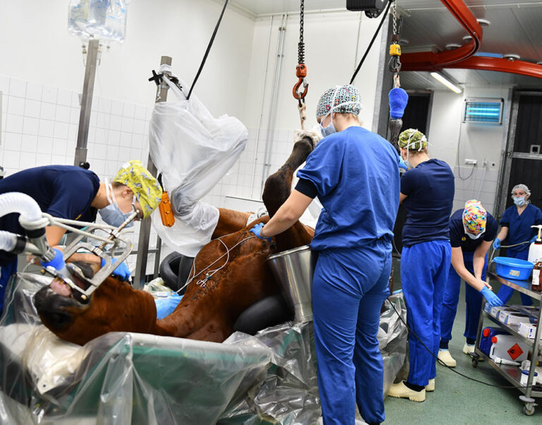 chirurgie-paarden-operatie