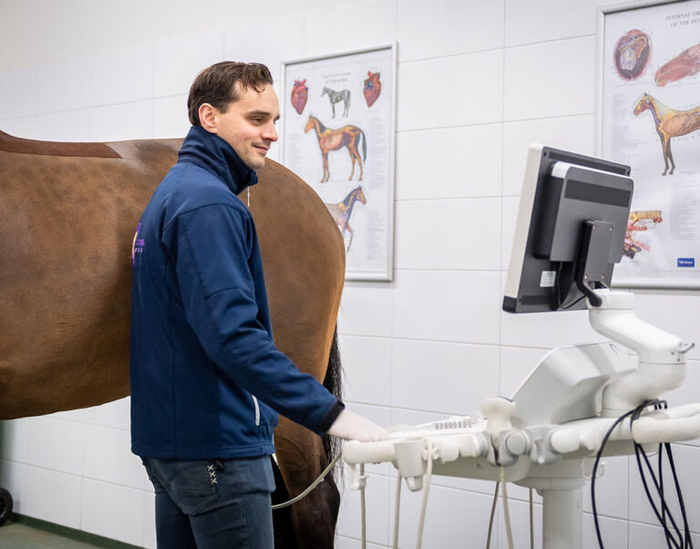 paarden-ortopedie-behandeling